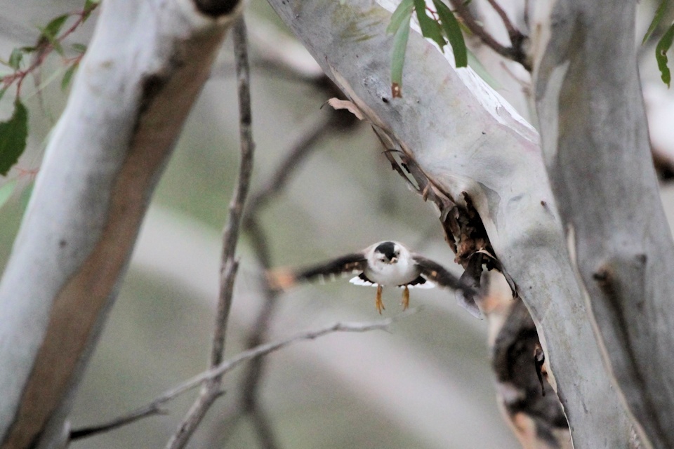 Varied Sittella (Daphoenositta chrysoptera)